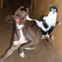 карате-котан