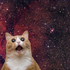кот космос