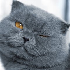 Кот улыбается