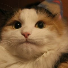  Кот в недоразумении