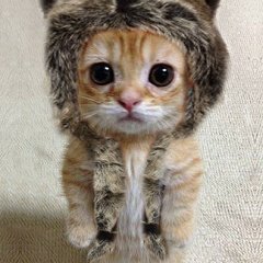 Кот