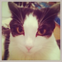 котэ