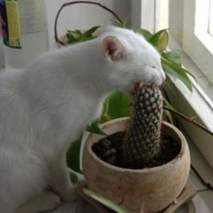 котэ