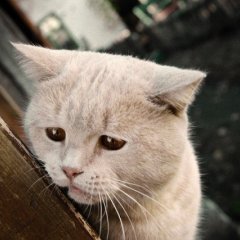 котик