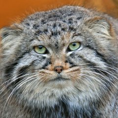 погладь кота