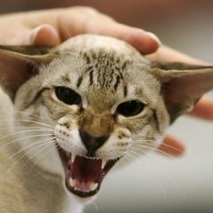 погладь котэ сука