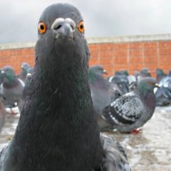 прикол