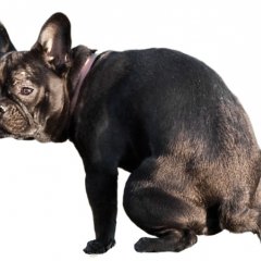 seetherdoge