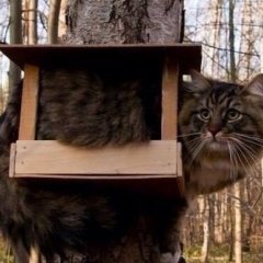 синичка
