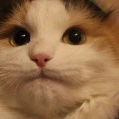 УАУАУА