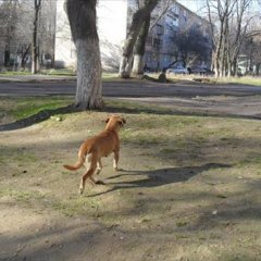 авыаыв