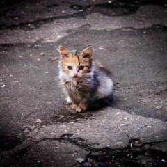 Бездомный Кот