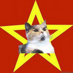catkitty