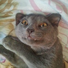 челпизд