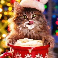для котээто тоже праздник