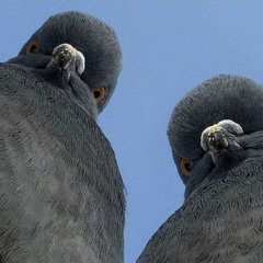 Голубь атакуэ