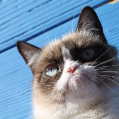  grumpy cat