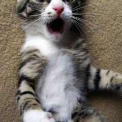 какна фишках