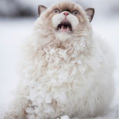 Кот в истерике