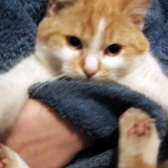 кот