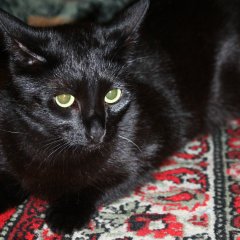 Котэ