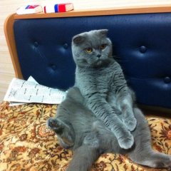 котейка