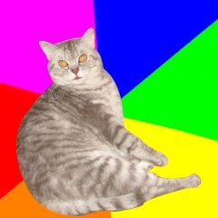 КОТЁНОК