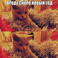 мими