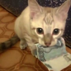 на вот хозяин