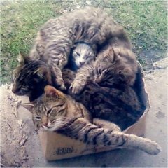 наловил на коробку