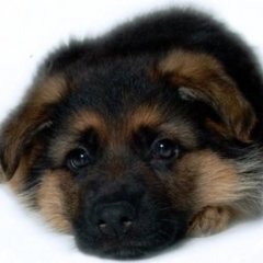 Нмецька ввчарка