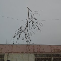 Оо