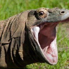 reptile