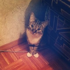 Санин кот