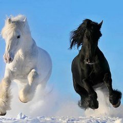 снежку копытцем наебнутьхаха я ж