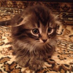 такое воту меня чудо появилось в