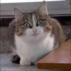 в клуб погнали
