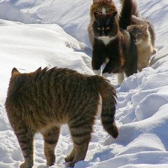 выборы