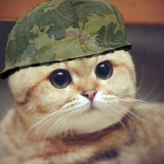 апи