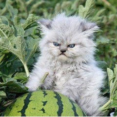 Арбуз кот злой