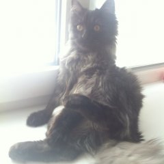 Дашин кот
