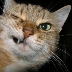 Дерзкий Кот