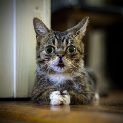 Дерзкий Кот