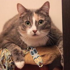 фенькот