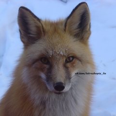 Хитрожопый Лис