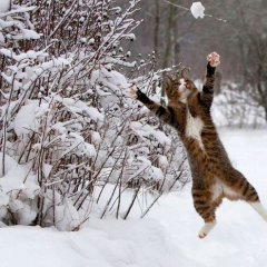 кот