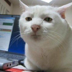 кот