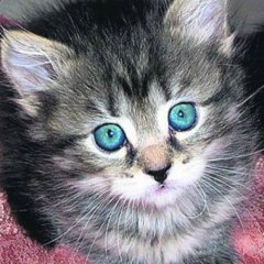 кот