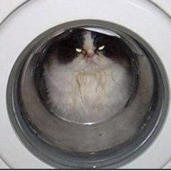 кот