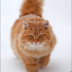 кот